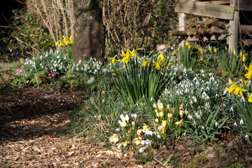 Obraz premium Frühling im Naturgarten