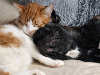 Cute cat and dog sleeping together. The cat is white with red, black dog, a French bulldog