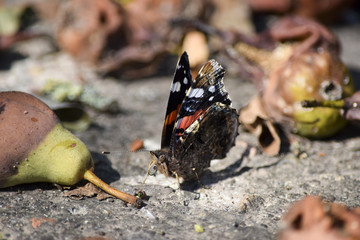 Admiral Butterfly and windfalls 