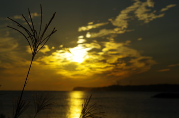 夕日とススキ