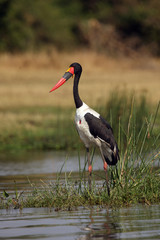The saddle-billed stork (Ephippiorhynchus senegalensis) in the river