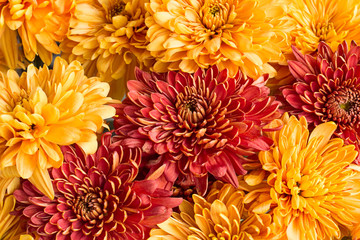 
 Chrysanthemum.   Natural background of bright flowers of autumn chrysanthemums.