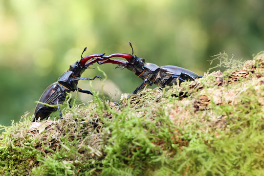 Lucanus cervus is the best-known species of stag beetle, fighting males
