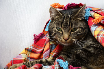 portret kota otulonego kolorową chustą w kratę - obrazy, fototapety, plakaty