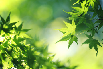 maples leafs background