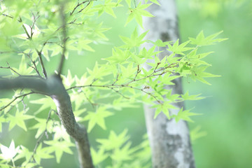 maples leafs background