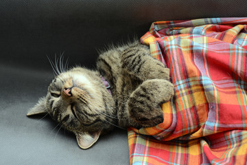 słodko śpiący kotek z łapkami na kolorowej kołderce