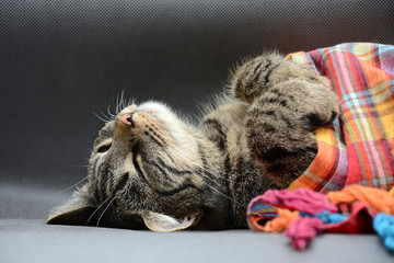 kot śpiący słodko jak dziecko, przykryty kolorową chustą - obrazy, fototapety, plakaty