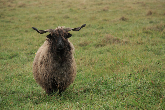 hungarian 'racka' sheep