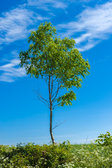 Laubbaum bei Lemkenhafen auf der Insel Fehmarn