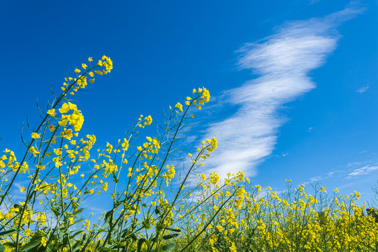 Rapsfeld mit Zirruswolken am Himmel auf der Insel Fehmarn