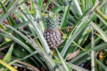 Fototapeta premium pineapple plant