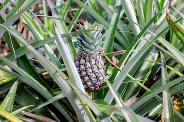 pineapple plant