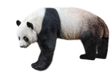 Papier Peint photo Lavable Panda Le panda géant, Ailuropoda melanoleuca, également connu sous le nom de panda, est un ours originaire du centre-sud de la Chine. Panda debout, vue latérale, isolé sur fond blanc, souvent utilisé comme symbole de la Chine.