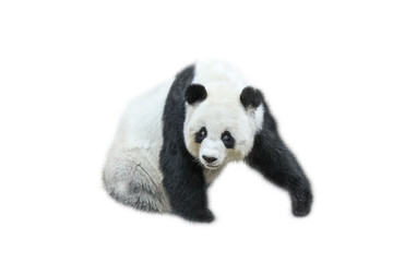 Der Große Panda, Ailuropoda melanoleuca, auch bekannt als Pandabär, ist ein Bär, der in Süd-Zentral-China beheimatet ist. Panda sitzend Vorderansicht, isoliert auf weißem Hintergrund, oft als Symbol für China verwendet.