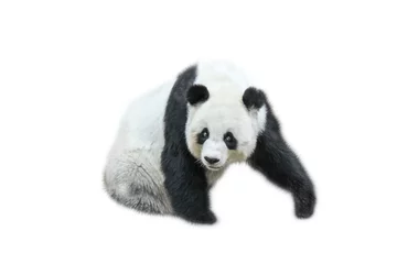Meubelstickers Panda De reuzenpanda, Ailuropoda melanoleuca, ook bekend als pandabeer, is een beer die inheems is in het zuiden van centraal China. Panda zitten vooraanzicht, geïsoleerd op een witte achtergrond, vaak gebruikt als een symbool van China.