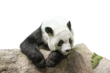 Crédence de cuisine en verre imprimé Panda Le panda géant, Ailuropoda melanoleuca, également connu sous le nom d& 39 ours panda, est un ours originaire du centre-sud de la Chine. Panda reposant sur un tronc, vue de face, isolé sur fond blanc.