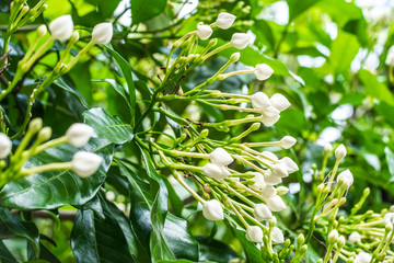 flower buds of Gerdenia Cape Jasmine in garden