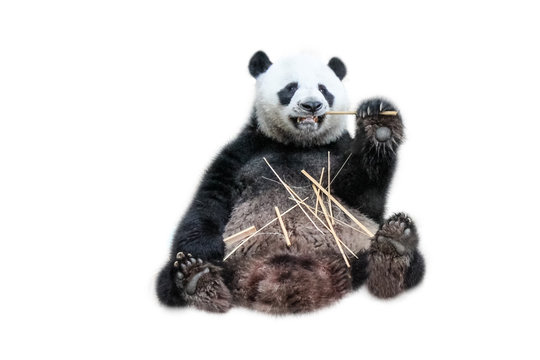 A funny Giant Panda eating bamboo shoots, isolated on white background. The Giant Panda, Ailuropoda melanoleuca, also known as panda bear, is a bear native to south central China