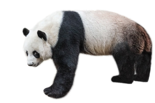 Fototapeta The Giant Panda, Ailuropoda melanoleuca, also known as panda bear, is a bear native to south central China. Panda standing, side view, isolated on white background, often used as an symbol of China.