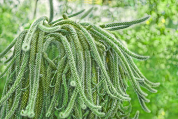 Rat Tail Cactus in pot outdoors