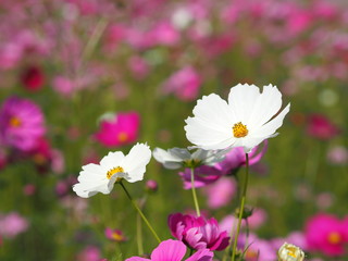 白いコスモスの花