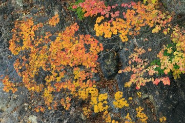 日本の紅葉　渓流
