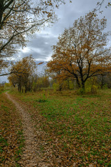 Autumn leaf fall in an oak grove