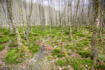 Parc national de wicklow