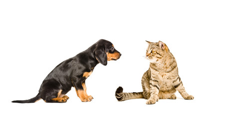 Puppy breed Slovakian Hound and cat Scottish Straight sitting together