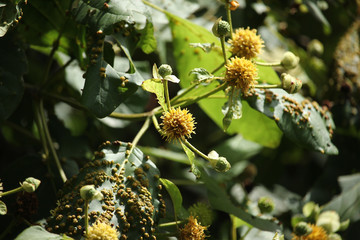 white and yellow flower of teak tree
