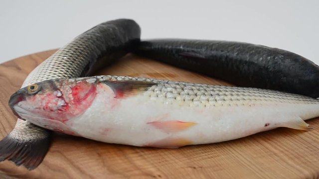 Fish pelengas. Liza haematocheilus.	Shooting in the movement.