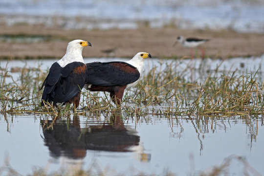 aigles vocif&egrave;res