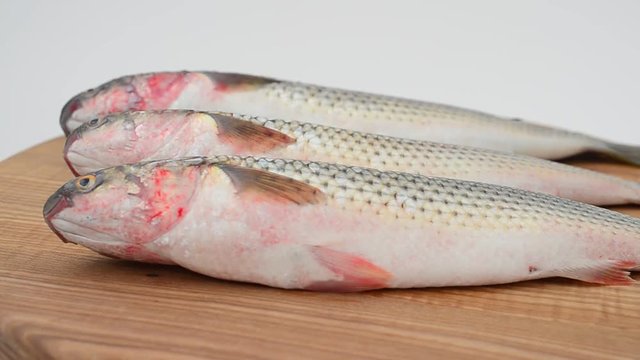 Fish pelengas. Liza haematocheilus.	Shooting in the movement.