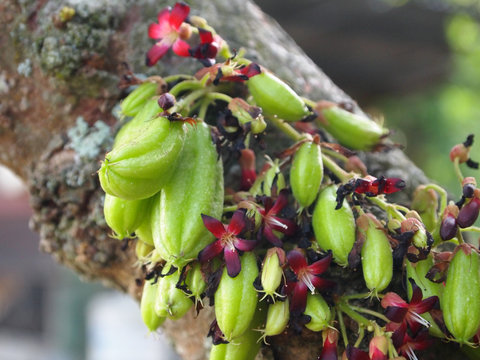 MALACCA, MALAYSIA -OCTOBER 16, 2016: Averrhoa bilimbi commonly known belimbing buluh used by people at southeast Asia as a culinary spice and as a flavor enhancer to sour dishes.
