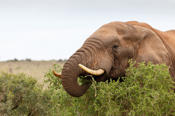 Fototapeta na wymiar African Bush Elephant munching on a branch