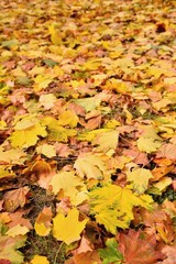 Autumn leaves. Natural seasonal colored background. Colorful foliage in the park.