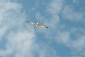 Seagull soaring in the clouds