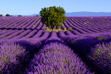 Fototapeta na wymiar Lavender field at plateau Valensole, Provence, France