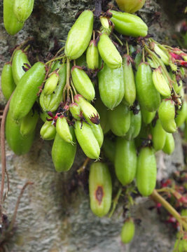 MALACCA, MALAYSIA -OCTOBER 16, 2016: Averrhoa bilimbi commonly known belimbing buluh used by people at southeast Asia as a culinary spice and as a flavor enhancer to sour dishes.