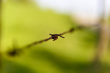 thorn barbed wire blur focus