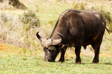 African Buffalo peacefully eating his grass