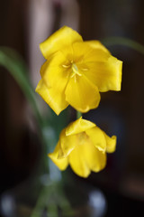 two beautiful yellow tulips in blur pictures
