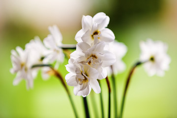 white bouquet of daffodils pictures doff