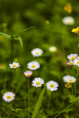 Fototapeta premium Summer floral background. Out of focus blurred chamomiles