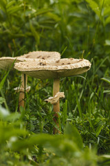 toadstools in the grass green. mushroom photo, amanita mushroom,