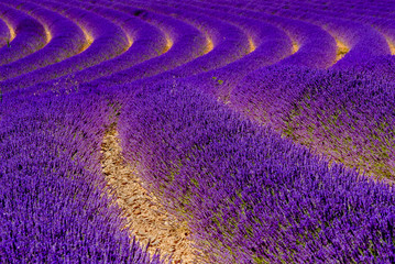 Naklejka na ściany i meble Blooming lavender in a field at Provence