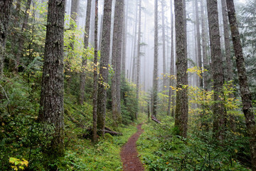 Naklejka premium Pacific Northwest Forest Trail