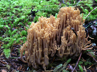 Brown Coral Mushroom