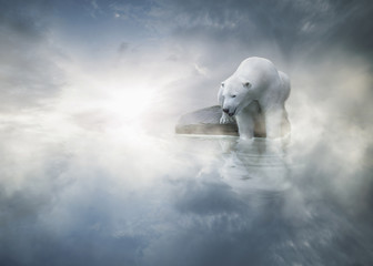 Einsamer Eisbär im Nebel